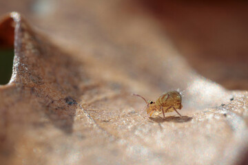 Globular springtail Dicyrtomina ornata or fusca in very close view
