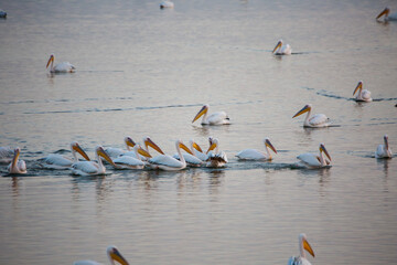 pelicans in flight