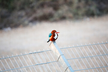 man running on the street