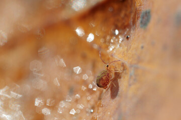 Globular springtail Dicyrtomina ornata or fusca in very close view