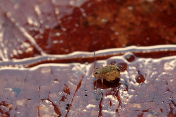 Globular springtail Dicyrtomina ornata or fusca in very close view