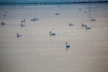seagulls on the beach