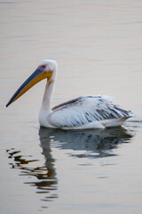 white pelican