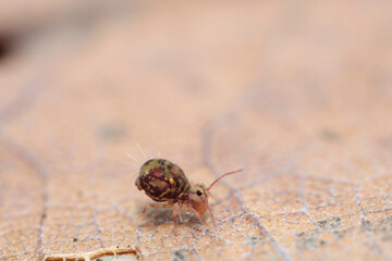 Globular springtail Dicyrtomina ornata or fusca in very close view