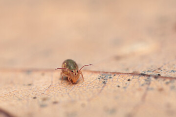 Globular springtail Dicyrtomina ornata or fusca in very close view