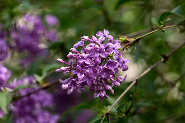 Common lilac blooming in a park