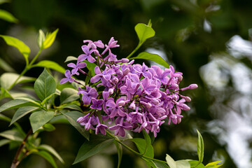 Fototapeta na wymiar Common lilac blooming in a park