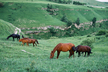 Fototapeta na wymiar herd of horses in a field green grass landscape wilderness