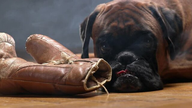 Boxer dog lying down on the floor and playing with brown vintage boxing gloves.