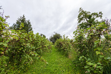 row of black currant bushes in the field ecological berries plantation concpet