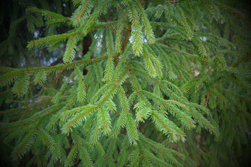 large sprawling evergreen spruce tree in winter