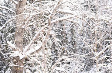 Trees in the snow. Winter forest
