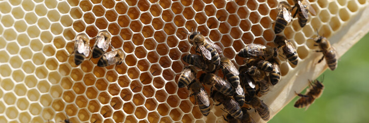 Frame with bee honeycombs filled with honey and bees closeup