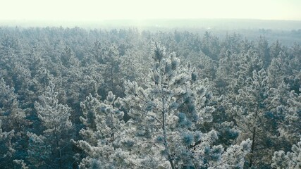 Beautiful Snowy White Forest In Winter Frosty Day. Top View Above Amazing Pine Forest Landscape. Scenic View Of Park Woods. Nature Elevated View Of Winter Frost Woods. Snowy Coniferous.