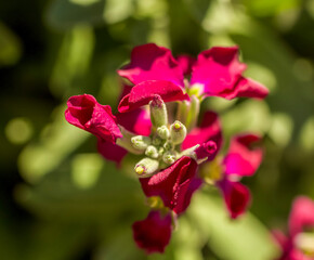 A deep pink  Brompton Stock  bloom ,closeup 
