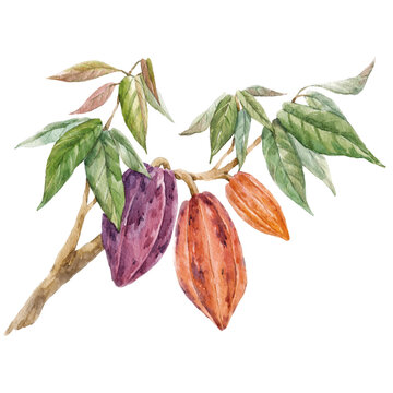 Beautiful tropical image with hand drawn watercolor cocoa fruits and leaves. Stock illustration.