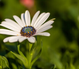 Fototapeta premium A white Cape Marguerite daisy bloom, closeup.