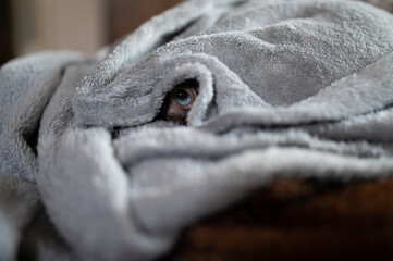 A cat in a blanket