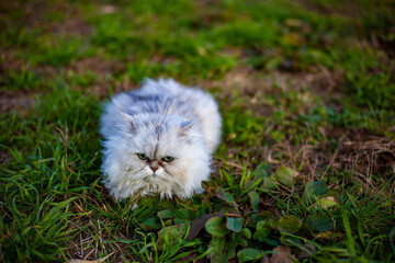 屋外のペルシャ猫