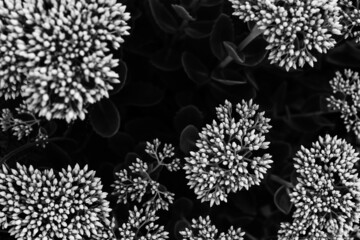 pattern with hedgehog