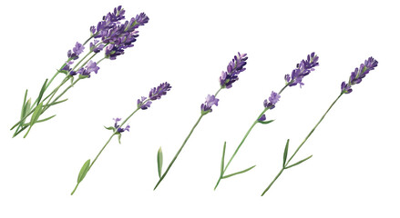 Lavender Bouquet And Four Isolated Lavender Branches
