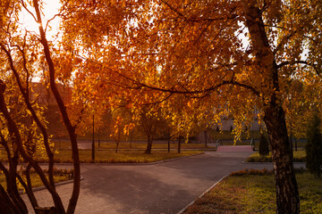 Sunset in an autumn birch park with golden leaves  .