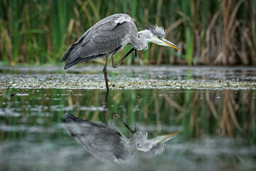A grey, heron standing in water scratching. Its head feathers are sticking up. The reflection is in the water
