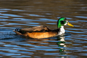 Wild duck or mallard, Anas platyrhynchos swimming in a lake in Munich, Germany