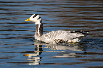 The bar-headed goose, Anser indicus seen in English Garden in Munich