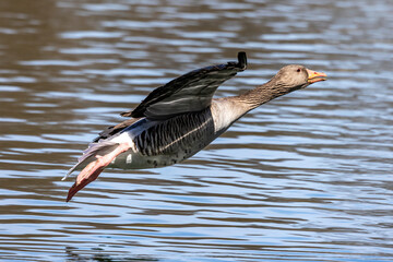 The flying greylag goose, Anser anser is a species of large goose