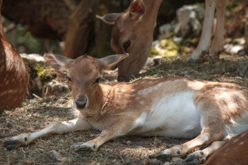 deers at rest in the meadow