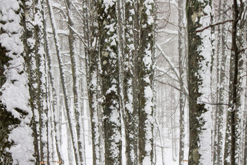 snow in the forest in italy