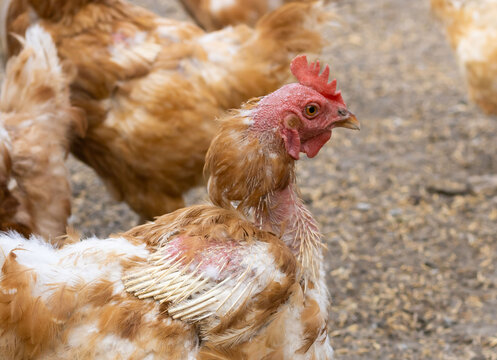 old ginger hen with bald patches on head, neck and cut off wings. domestic chicken disease
