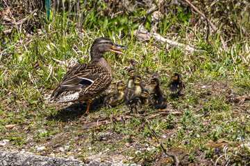 Wild duck or mallard, Anas platyrhynchos family with young goslings at a lake in Munich, Germany