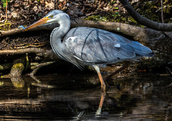 While fishing in the moving water a grey heron, Ardea cinerea successfully caught a fish.