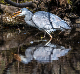 Grey heron, Ardea cinerea, a massive gray bird wading through a flat lake searching for fish