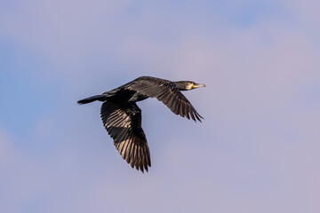 The great cormorant, Phalacrocorax carbo flying in the air