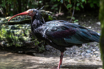 Northern Bald ibis, Geronticus eremita in a German park