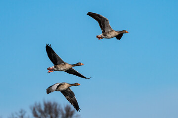 The flying greylag goose, Anser anser is a species of large goose
