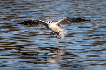 The European Herring Gull, Larus argentatus is a large gull