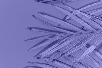 Dry palm leaves toned in violet. Very peri, color of the year 2022. Background for advertising your product. Creative copy space for your design. Abstract texture.