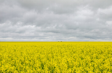 A yellow rapeseed field to the very horizon. Growing rapeseed for export