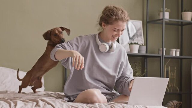 Slowmo shot of cheerful young Caucasian woman in grey over size sweatshirt playing with energetic dachshund dog in bed while watching film on laptop, spending weekend at home