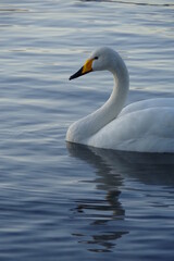 Plakat 湖の一羽の優雅な白鳥。日本の北海道の屈斜路湖で。