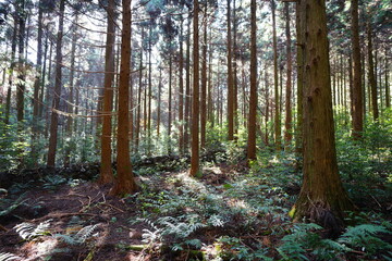 a refreshing cedar forest in the sunlight