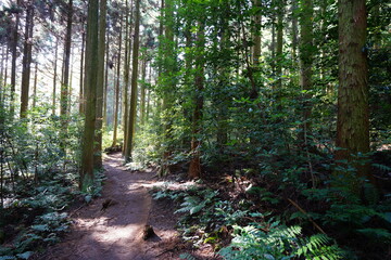 a fascinating pathway through cedar forest