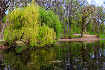 Fototapeta na wymiar Weeping willow tree or Babylon willow (Salix Babylonica) on a shore of lake