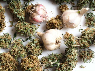 fresh garlic and dry cannabis inflorescences