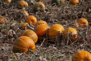 Field with large ripe orange colored pumpkins in late autumn