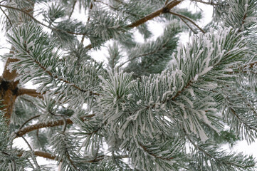 There is white snow on the branches of a pine tree. Snow-covered trees in winter. Needles on branches under the snow. Spruce in the forest on Christmas eve